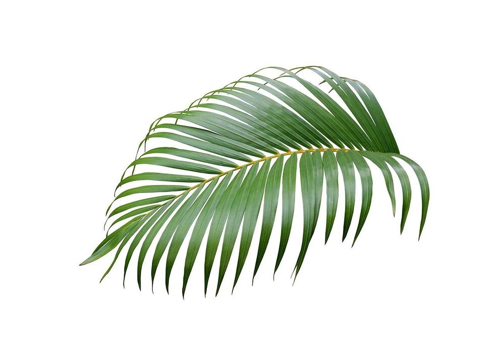 Cerenia palm tree in Urosaf capsules
